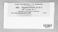 Asteromella fraxini image